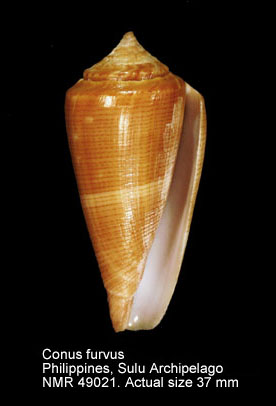 Conus furvus.jpg - Conus furvusReeve,1843